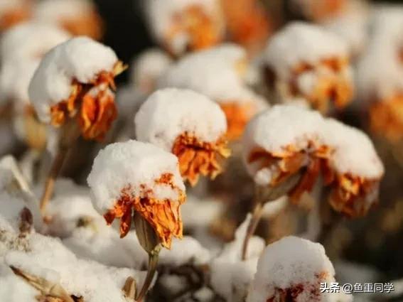 数九天从哪一天开始算,数九天怎么算出来的