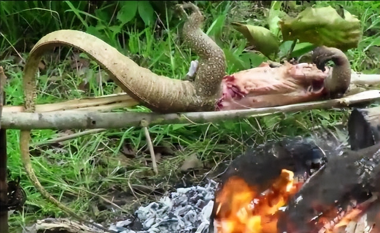 丛林探险美食大全,真正的丛林美食有哪些