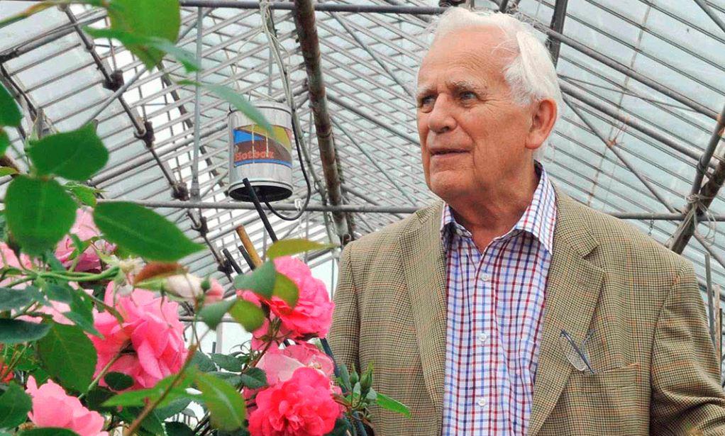 月季欢笑格鲁吉亚怎么养,月季欢笑格鲁吉亚开花过程