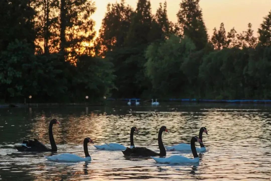 上海沉浸式夜游公园,上海森林公园夜游