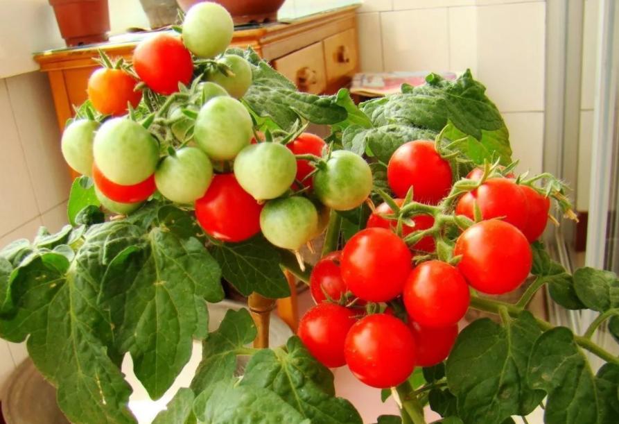 12月家里供暖足，搁阳台养西红柿，埋点肥冬天猛窜个，呼呼结果