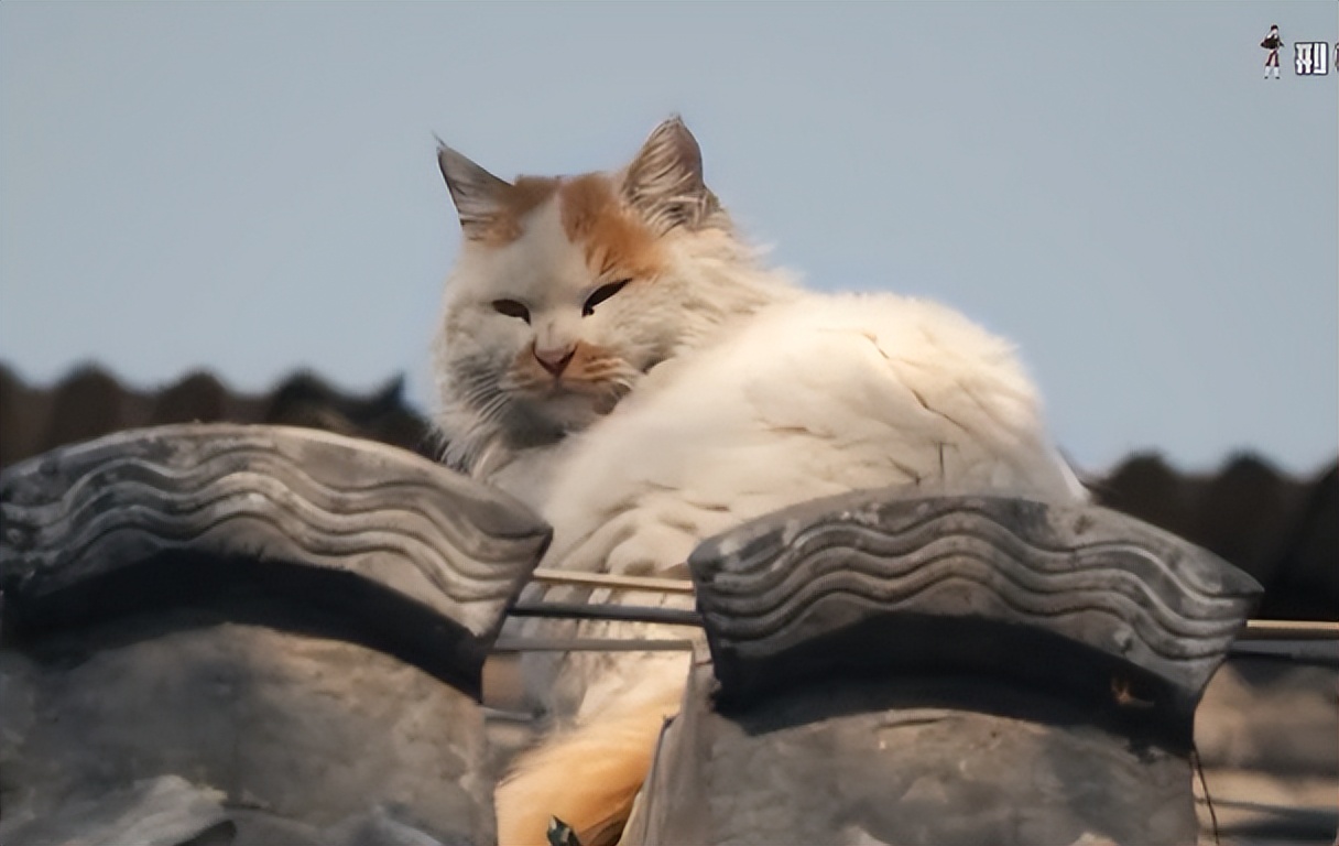 刑侦剧死亡真相曝光,刑侦剧大结局男主被枪打了