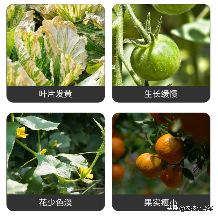 菌剂跟菌肥有什么差别,菌剂和菌肥哪一种更好