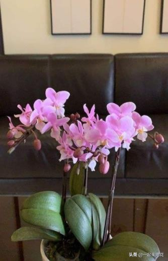 蝴蝶兰徒长不开花?狠下心来“砍一刀”,生根快长势旺,猛窜花箭