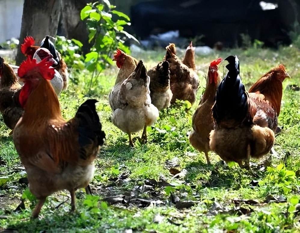 散文：一项有趣的晨练运动