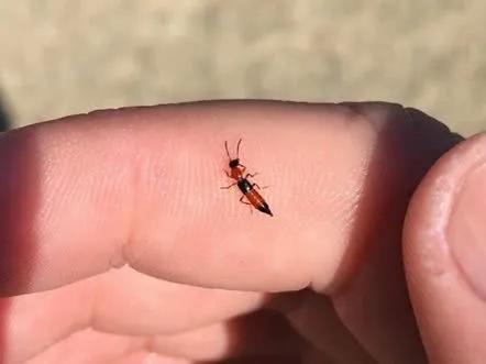 夏季夜钓防蛇就行了？别想得这么简单，这几个生物哪一个都不好惹