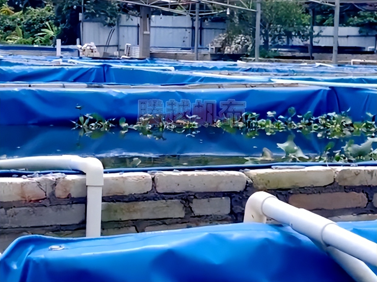 养殖甲鱼一般养在什么地方,甲鱼养殖最好的地方