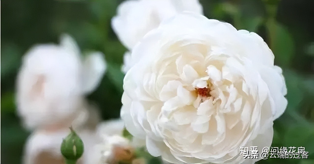 1到99朵玫瑰的含义图片,1到99朵玫瑰花语是什么