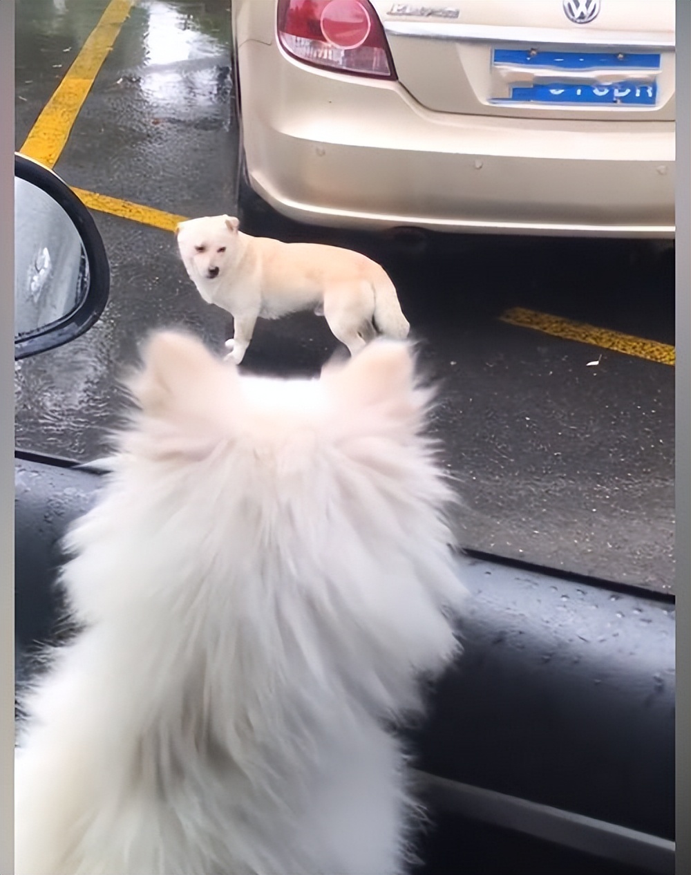 流浪狗狗淋雨走路视频,流浪狗雨中淋雨视频