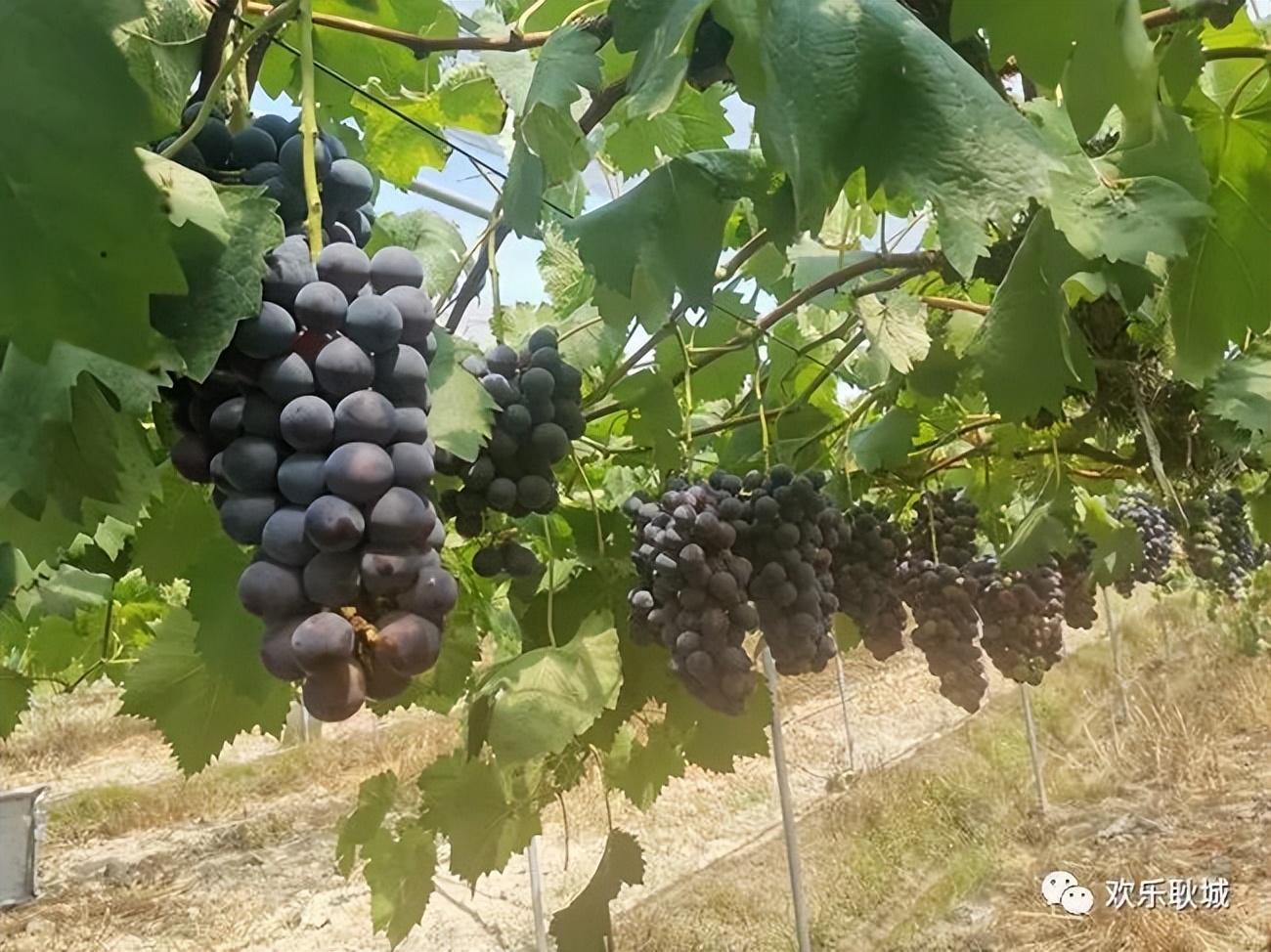 瀹夊窘浜烘潵鏃呮父,榛勫北鏃呮父钁¤悇