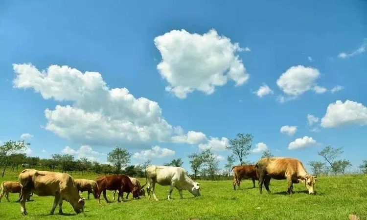 山东有海有雪有山有平原,山东有没有广阔草原