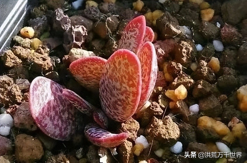 16元的多肉品种大全,水泡多肉养殖方法