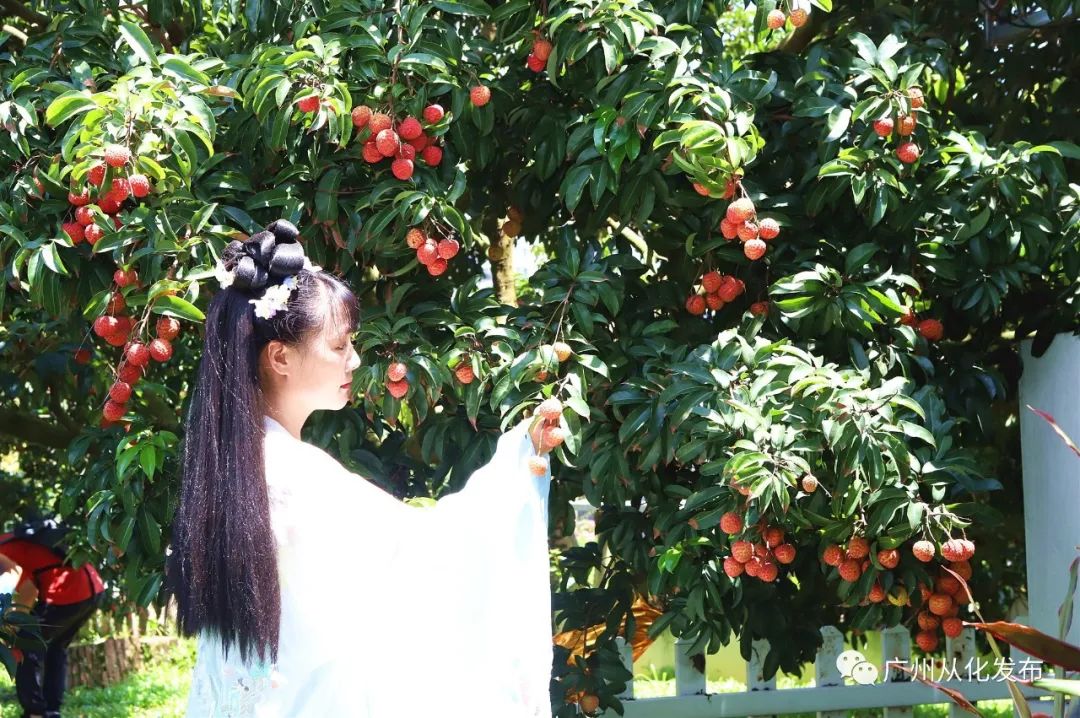 广州从化荔枝节,从化荔枝节什么时候开始举行