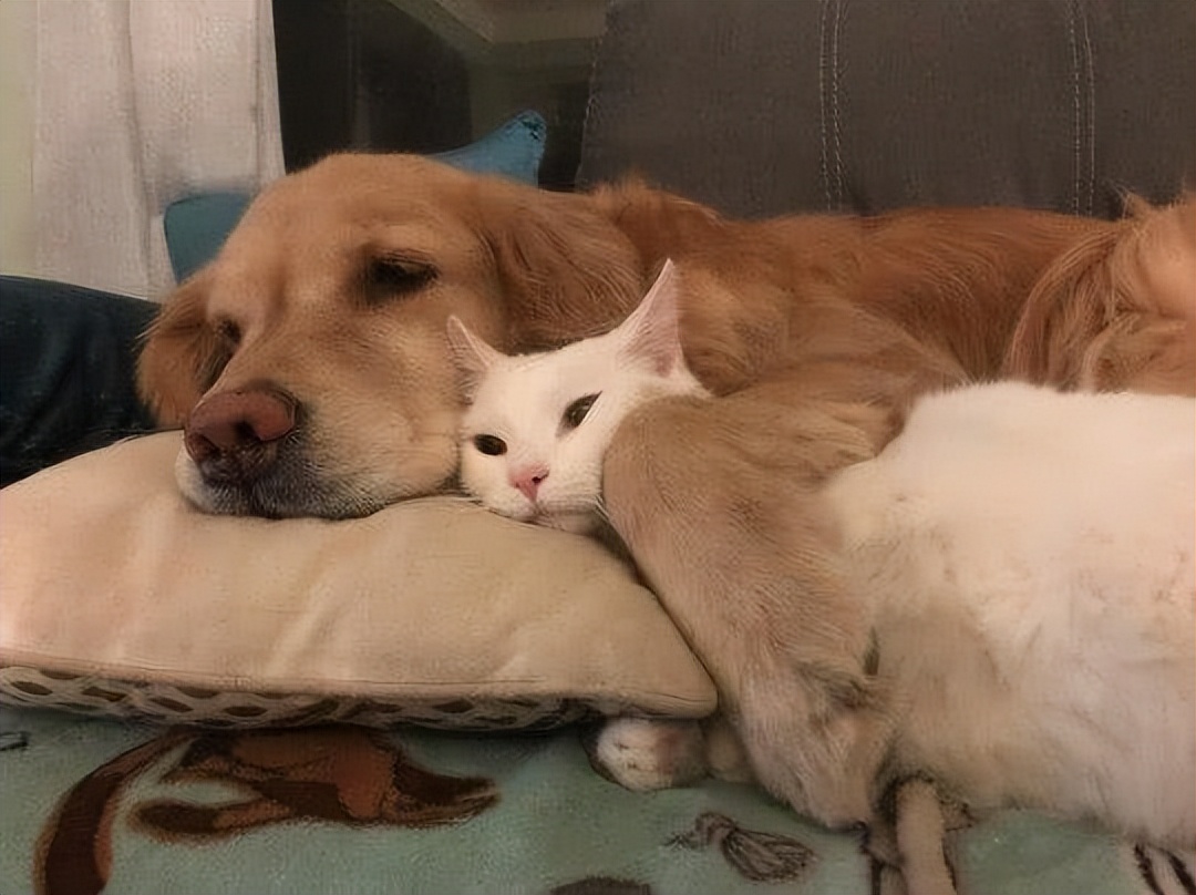 主人太经常在家猫咪会抑郁吗,狗狗和猫咪在家里的最佳表现