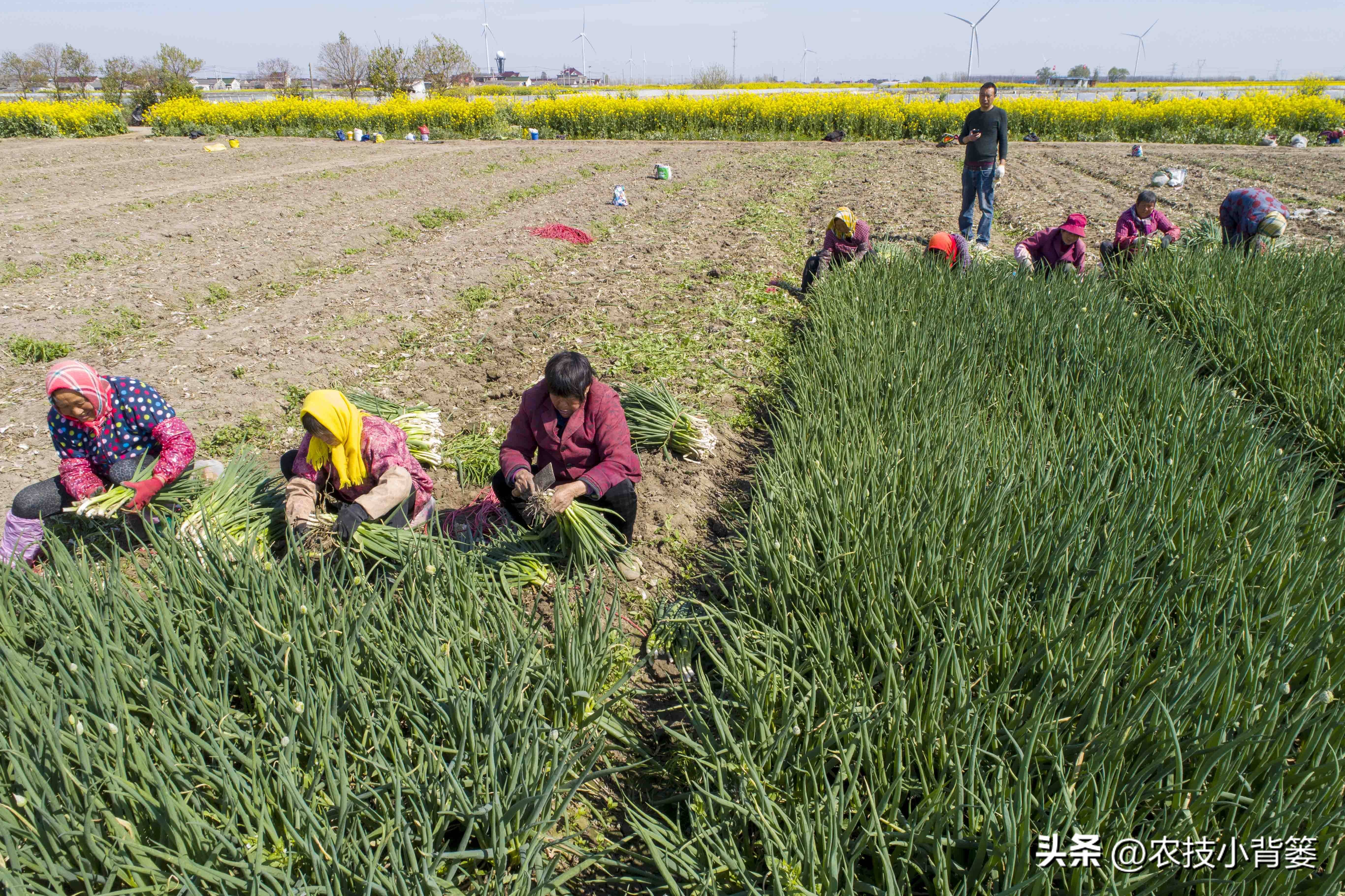 小香葱种植时间和方法视频,小香葱的种植方法和时间