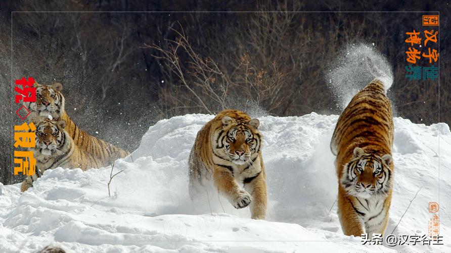 虎年带虎的成语,搜集有关虎年的成语十则