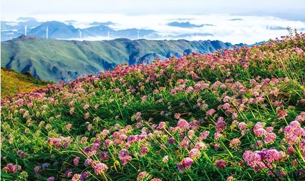 春季赏花景点有哪些,雅安周边春天赏花一日游最佳景点