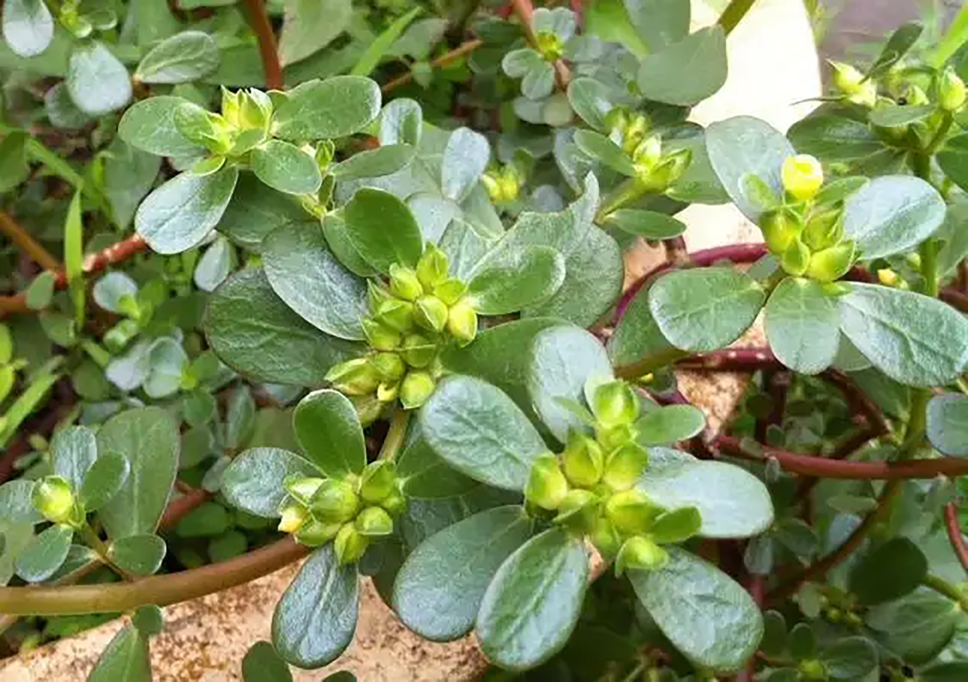 纯天然绿色食品马齿苋野菜美食,马齿苋是天然绿色食品