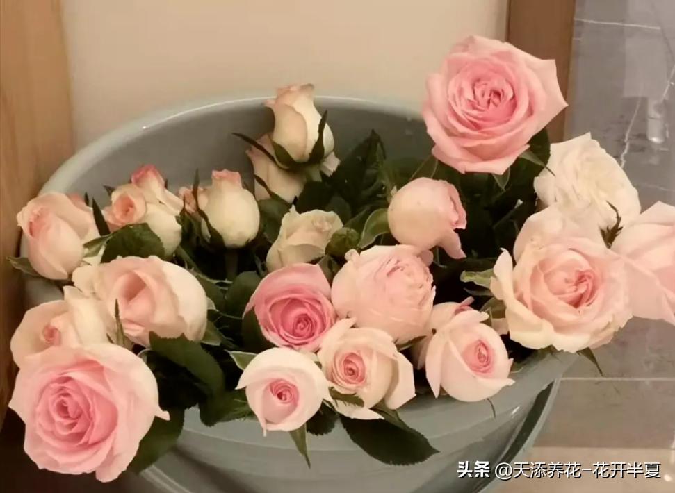 牡丹鲜切花怎么醒花,芍药鲜切花怎么醒花
