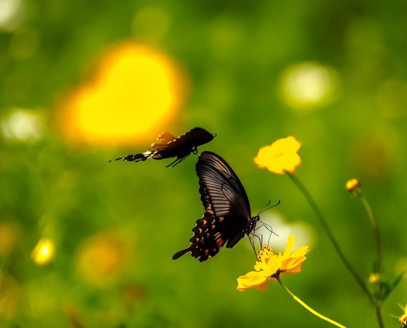 带有蝴蝶的诗句有哪些,关于蝴蝶的诗词大全