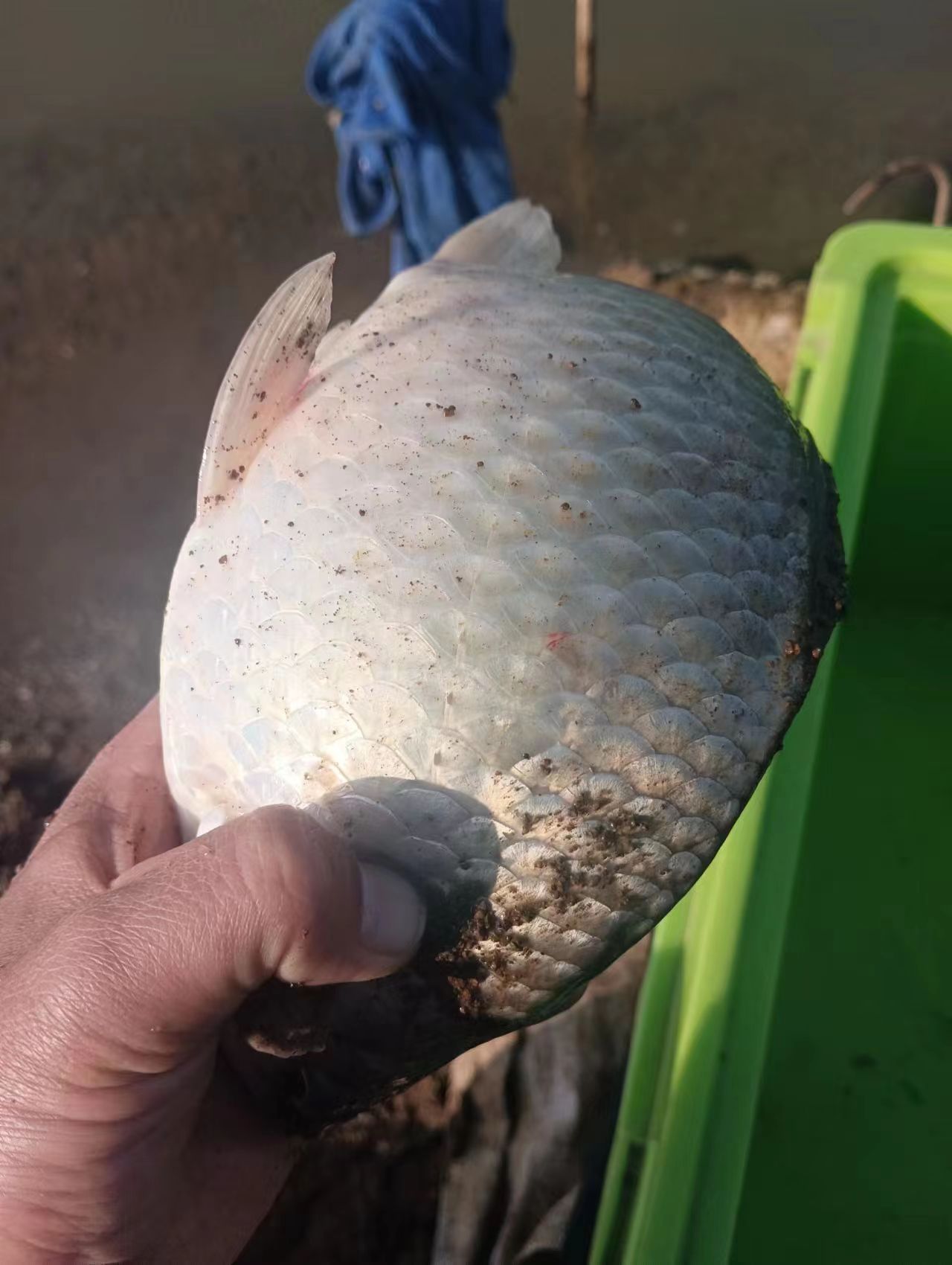 春季野钓挂蚯蚓,春季钓蚯蚓正确方法与技巧