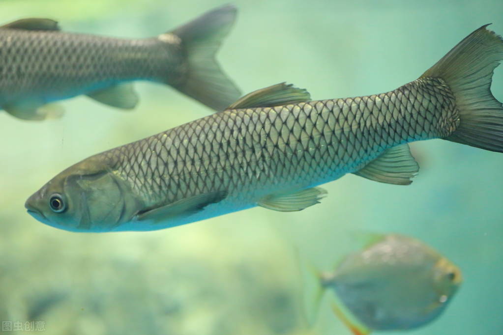 钓草鱼青鱼最好方法和技巧,钓青鱼草鱼鲤鱼用什么饲料
