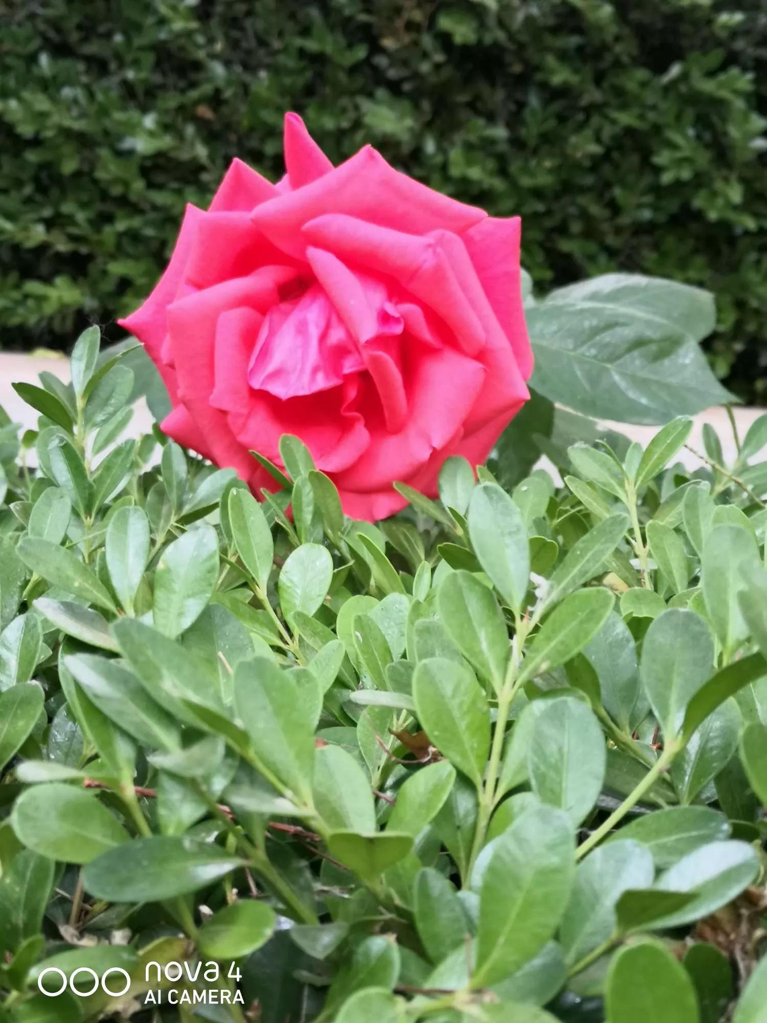 月季品种醉花,月季品种大全及图片欣赏