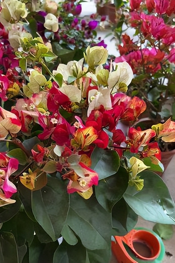 养花什么花是喜酸的,喜酸的花怎么养