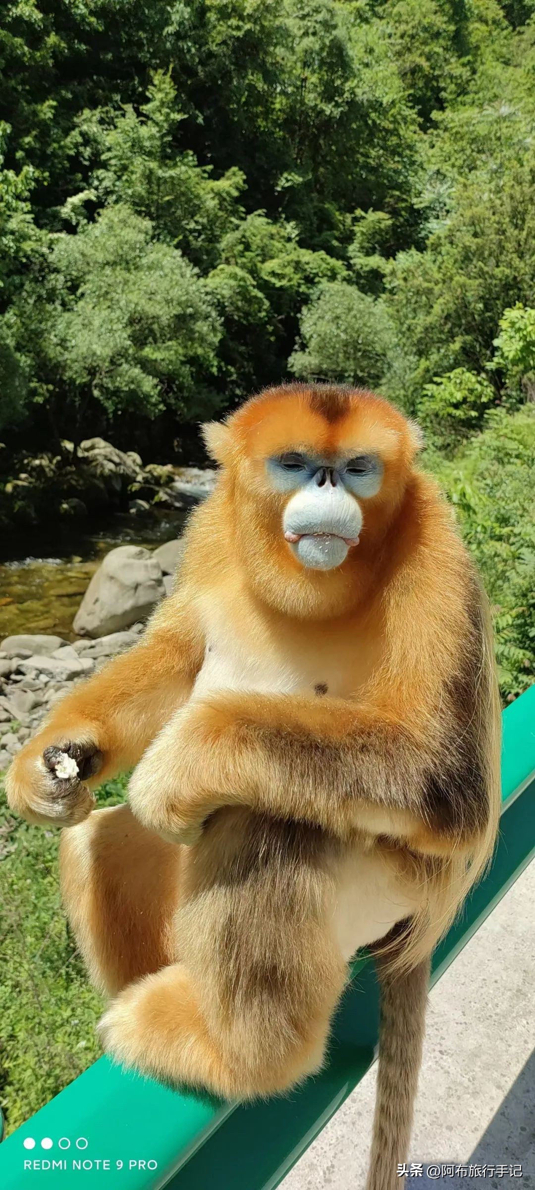 还没来得及去日本，却在秦岭来了趟值回东京票价的旅行