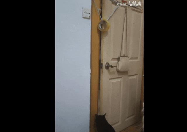 猫咪晚上总是想进卧室,猫咪大晚上总是钻沙发底下怎么办