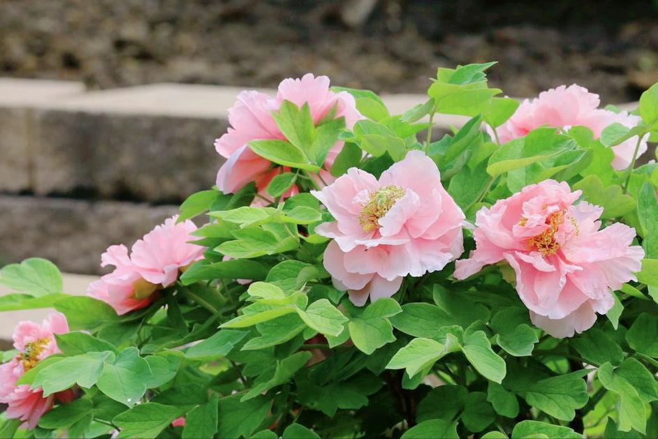 牡丹花古诗100幅,牡丹花娇艳古诗