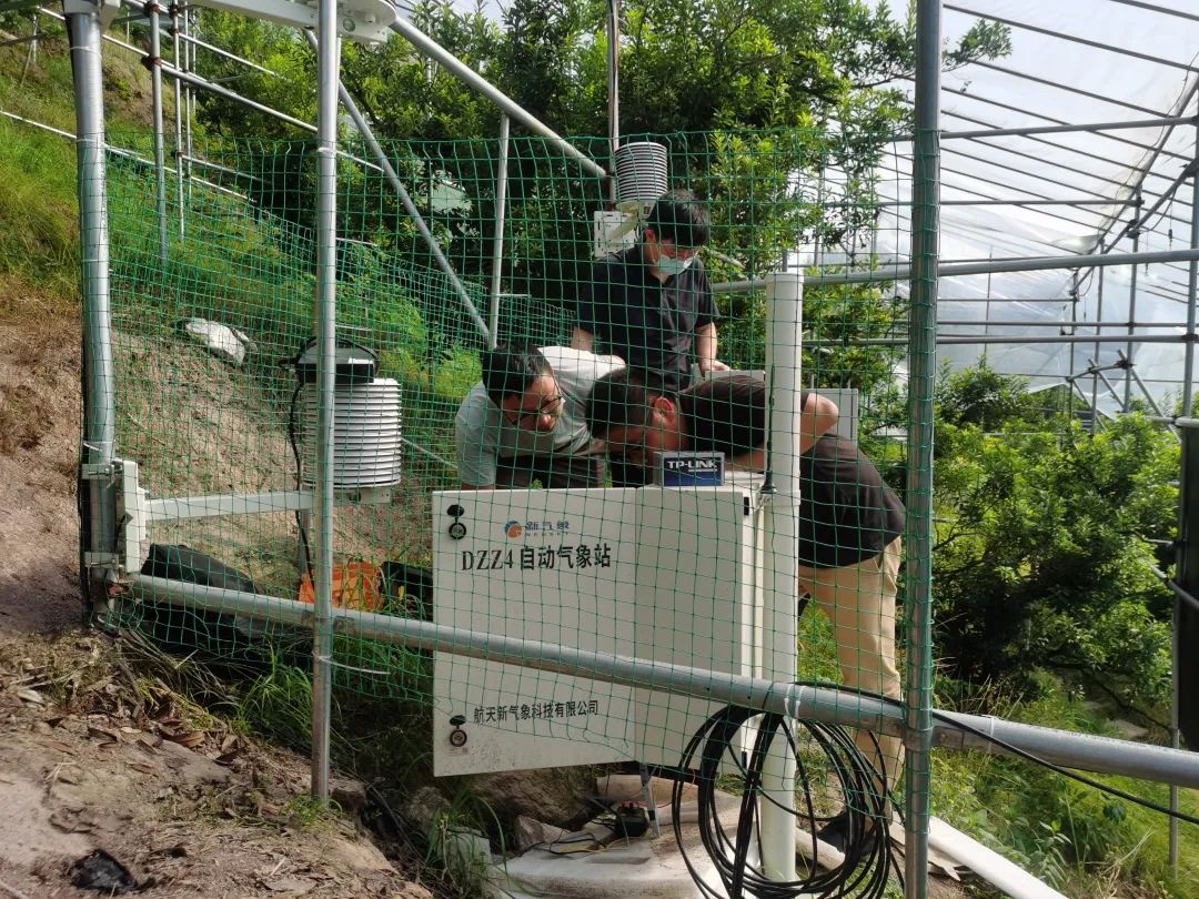 杨梅生活在什么气候中,东魁杨梅生长气候