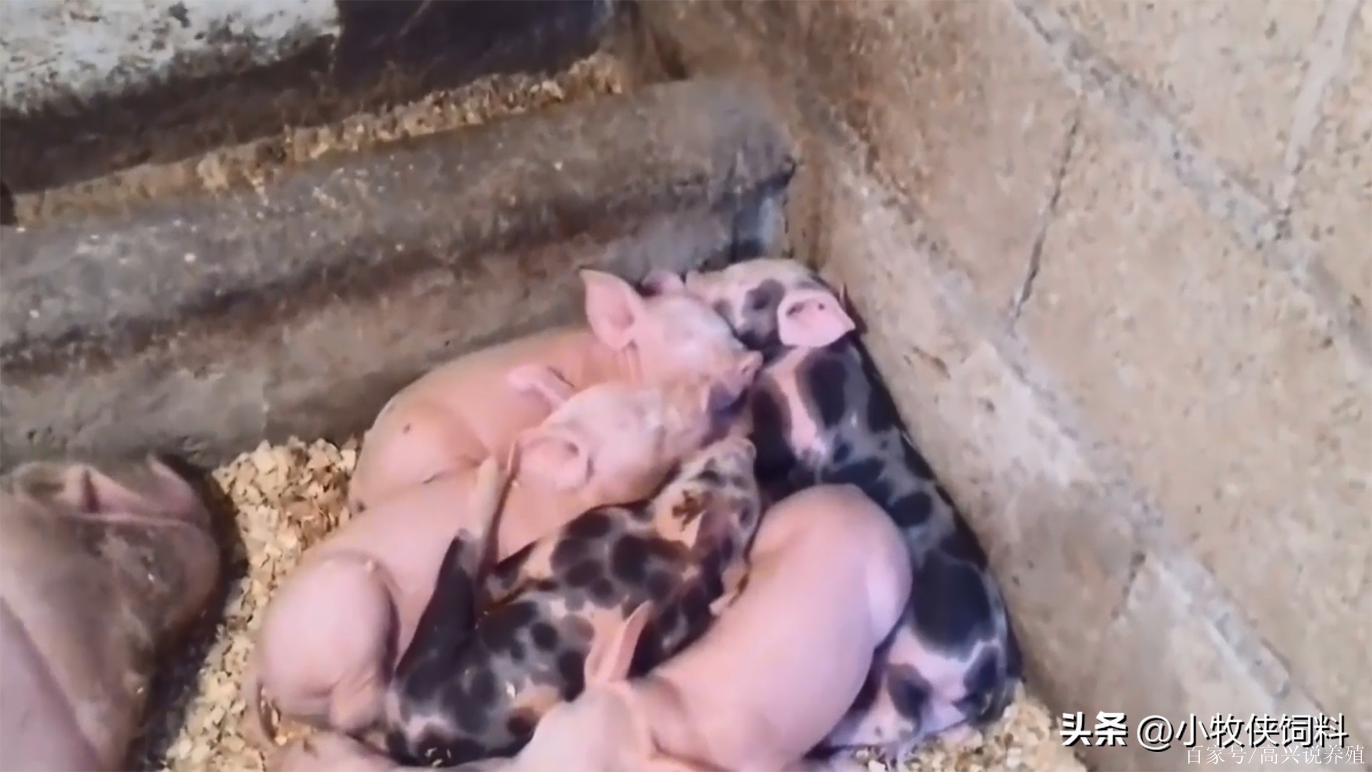 仔猪拉白痢怎么回事啊,仔猪拉白色便便怎么办