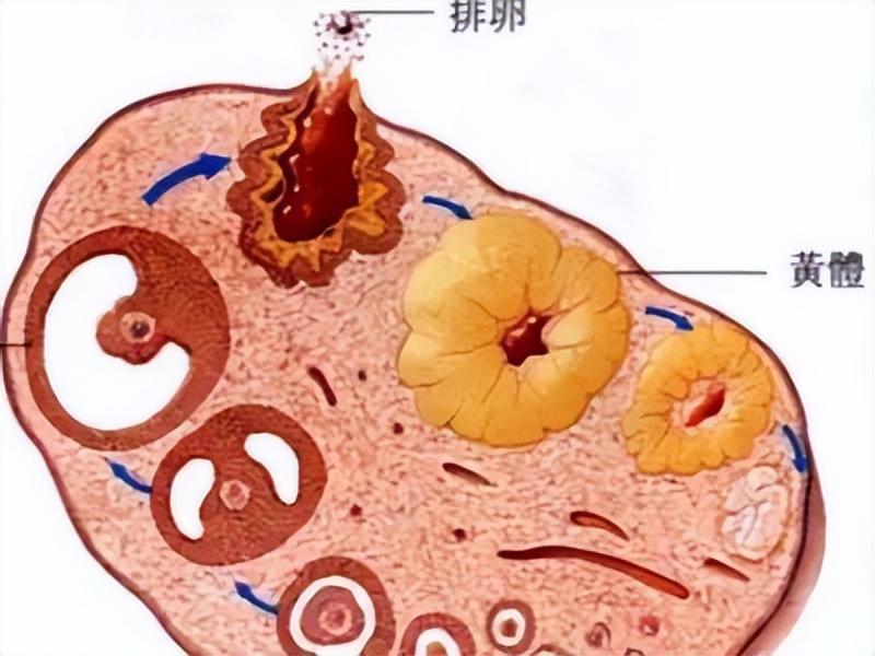 同房痛，可能是妇科病的「早期信号」