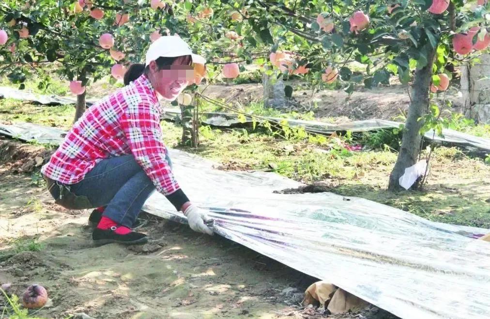 菜地里的蜗牛怎么消灭,菜地消灭鼻涕虫的最佳方法