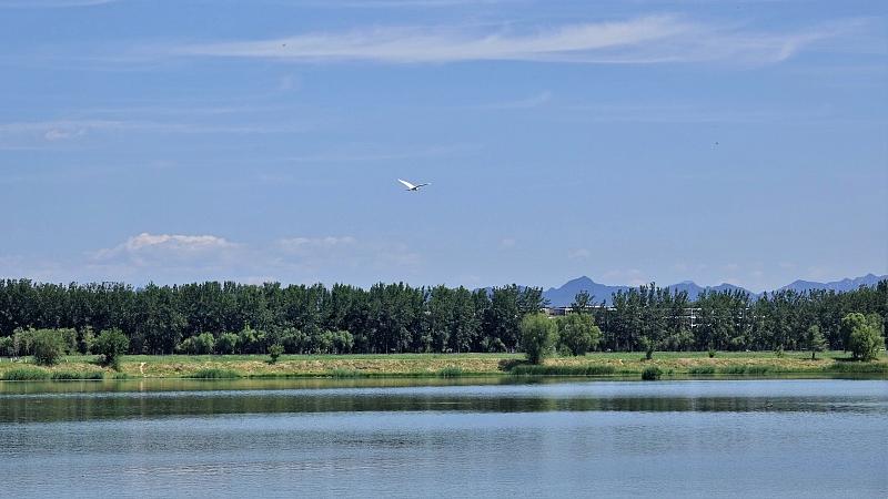 中国作为全球环境治理的引领者,中国积极参与全球环境治理的表现