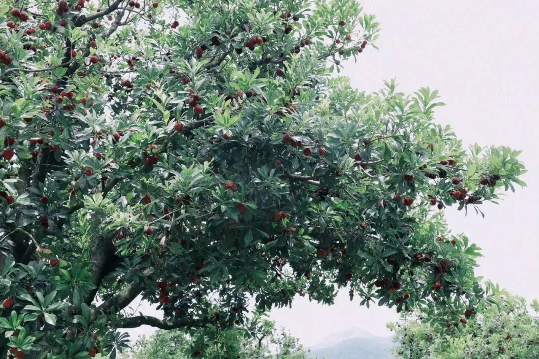 带你们体验摘杨梅的乐趣,酸酸甜甜的杨梅有谁陪我一起采摘