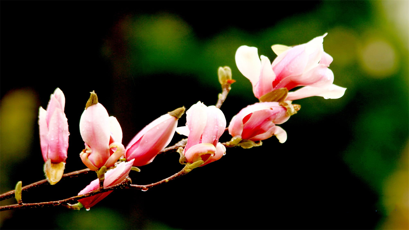 春情春思春景赏，春思春念春日长