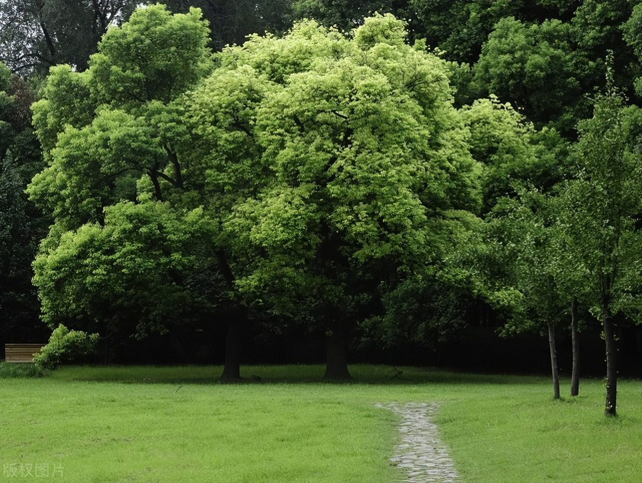 香樟树属于名贵树种吗,香樟树是不是国家珍贵树种
