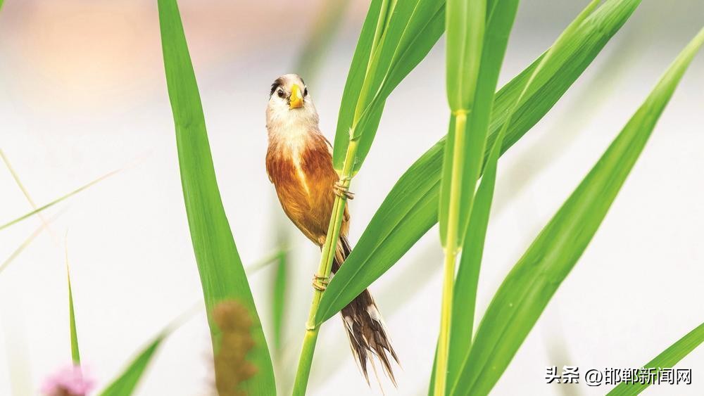 鸟中熊猫,鸟中大熊猫再现白龟山湿地