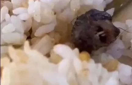 江西工业职业技术学院鸭脖纪录片,江西高校鸭脖事件新闻评论