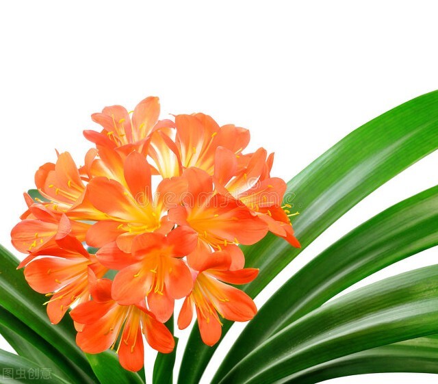 每天认识一种君子兰,君子兰彩兰植料