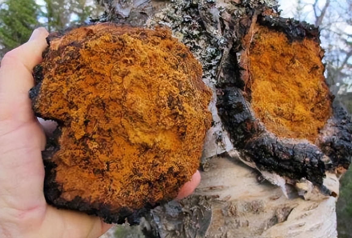 长白山的桦树茸,民国时期长白山采参人的生活