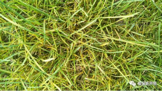 草坪通常要进行哪些养护管理项目,草坪要打理吗