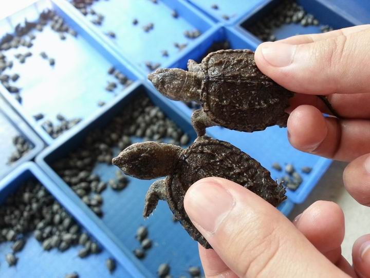 鳄龟养殖方法和注意什么,鳄龟苗子深水饲养方法