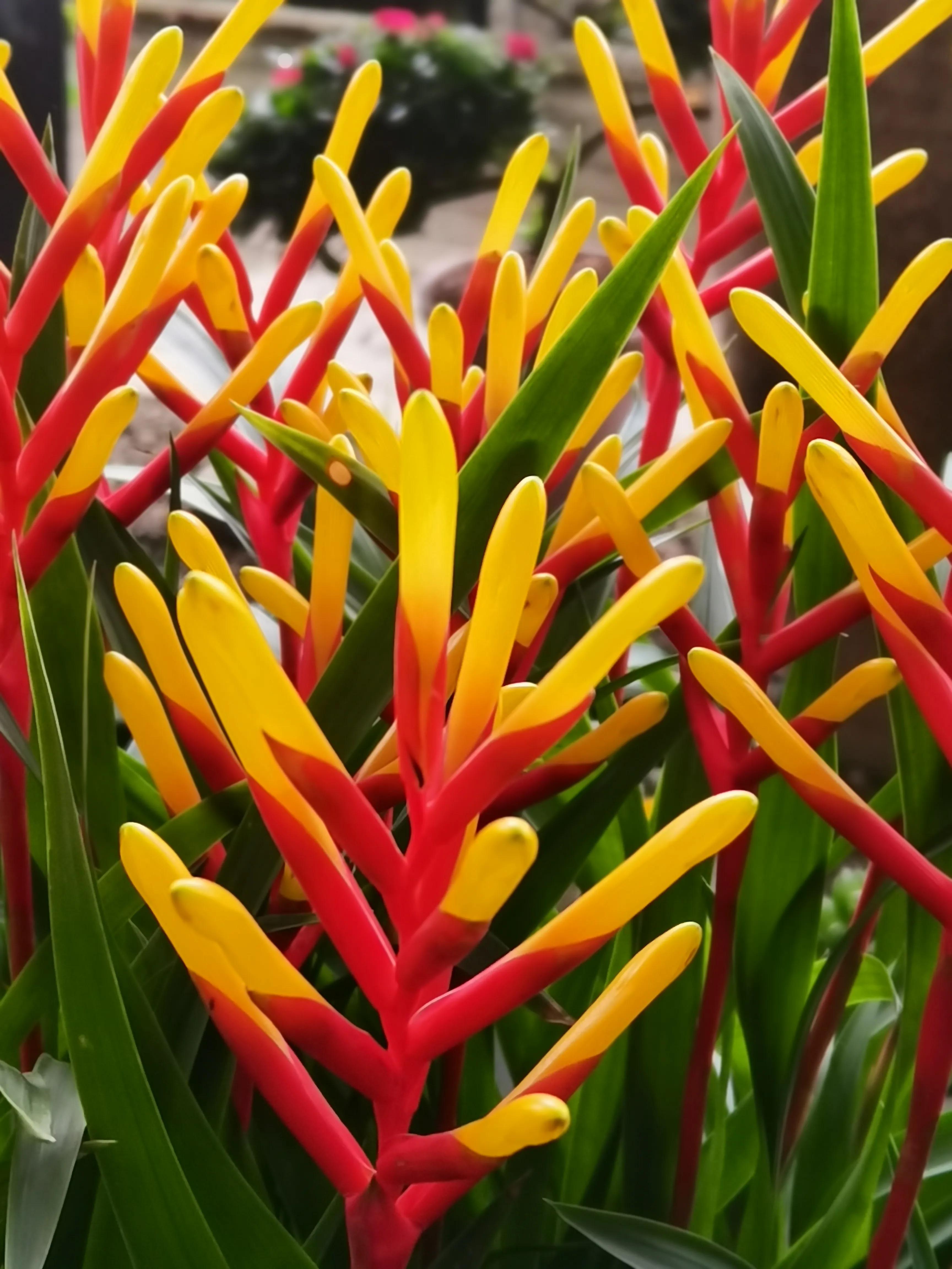阴雨雾霾天逛月亮湾花市，郁闷不见了，心情舒朗愉悦
