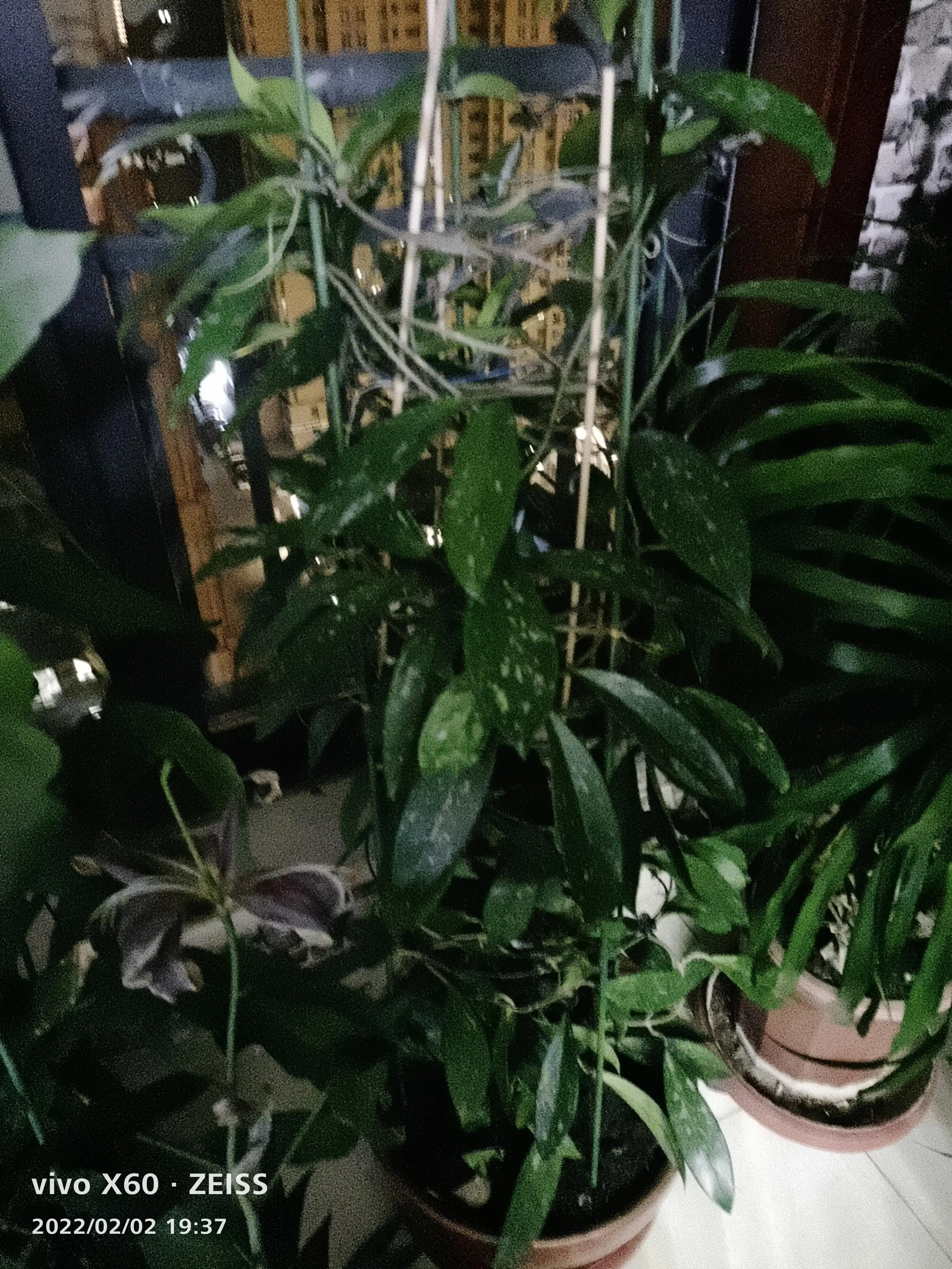 我家的阳台小花园,我家阳台养的花