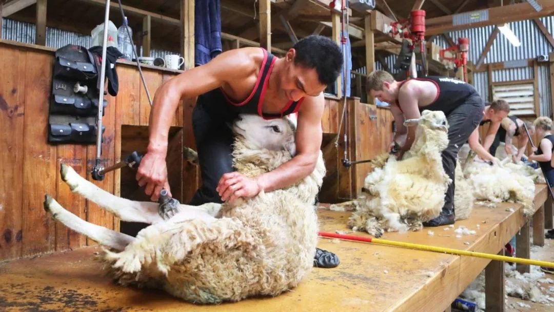 汤加海啸影响新西兰吗,汤加火山喷发致海啸完整