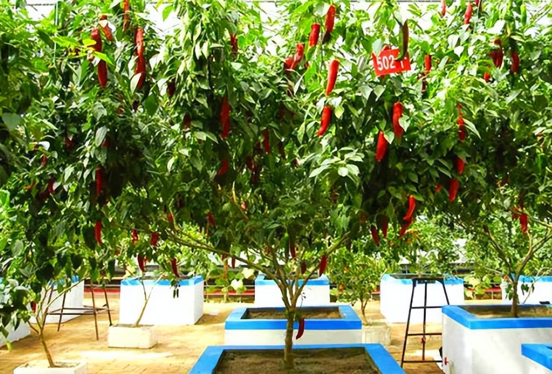 辣椒寿命,辣椒植物的寿命