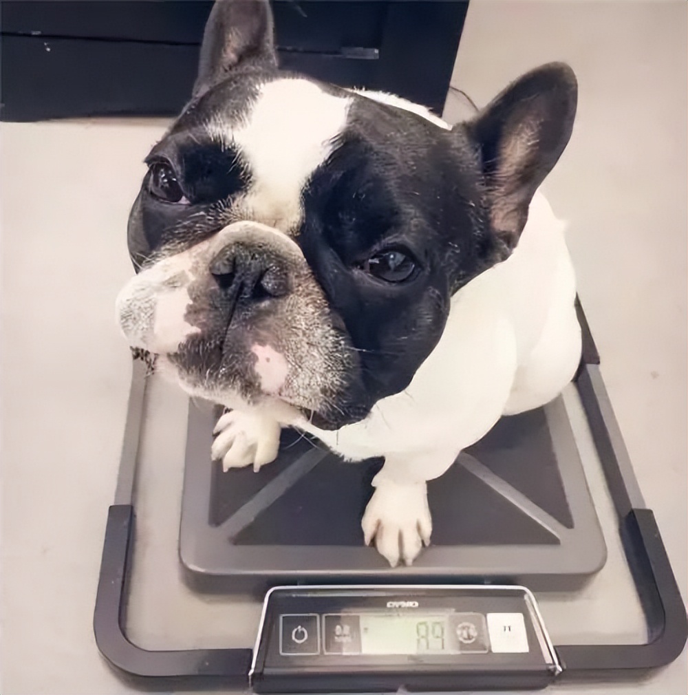 狗狗低血糖奄奄一息怎么急救,狗水中毒的急救处理